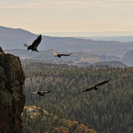 California Condor is an Endangered Animal