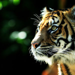 Sumatran Tiger is an Endangered Animal