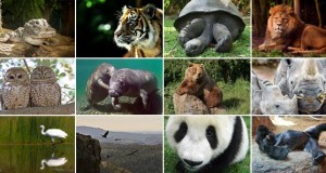 Endangered Animals List with Pictures and Names
