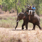 going-on-an-elephant-safari-in-india-your-trip-to