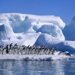 penguins-waddle-antarctica