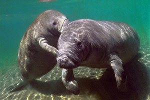 Amazonian Manatee is an Endangered Animal