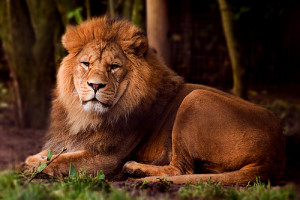 Barbary Lion is an Endangered Animal