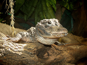 Chinese Alligator is an Endangered Animal