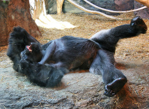 Cross River Gorilla is an Endangered Animal