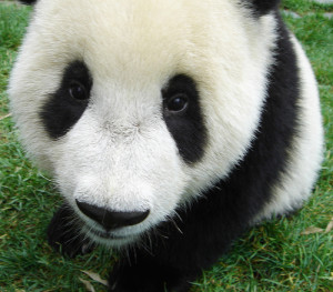 Giant Panda is an Endangered Animal