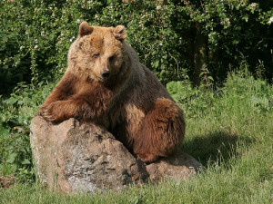 Grizzly Bear is an Endangered Animal