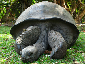 Seychelles Giant Tortoise is an Endangered Animal