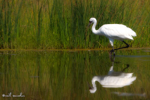 Whooping Crane is an Endangered Animal