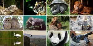 Endangered Animals List with Pictures and Names