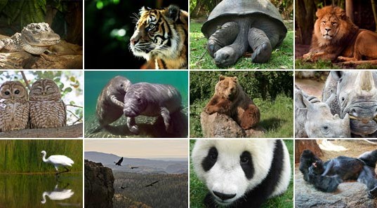 Endangered Animals List with Pictures and Names